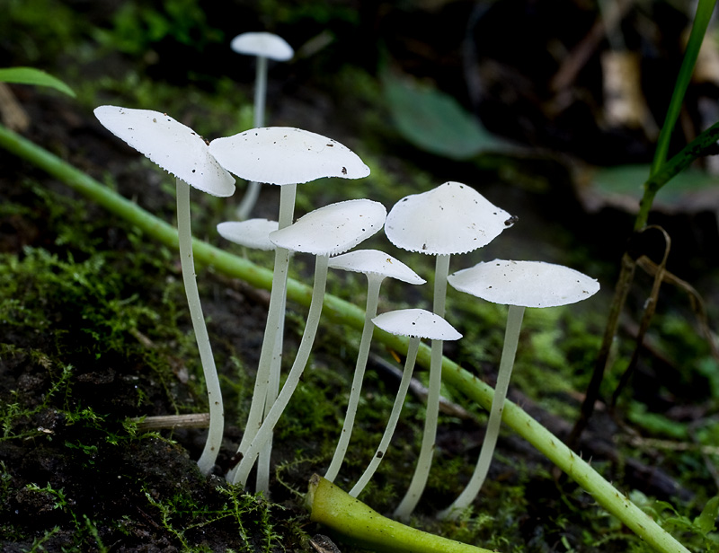 Hemimycena cucullata